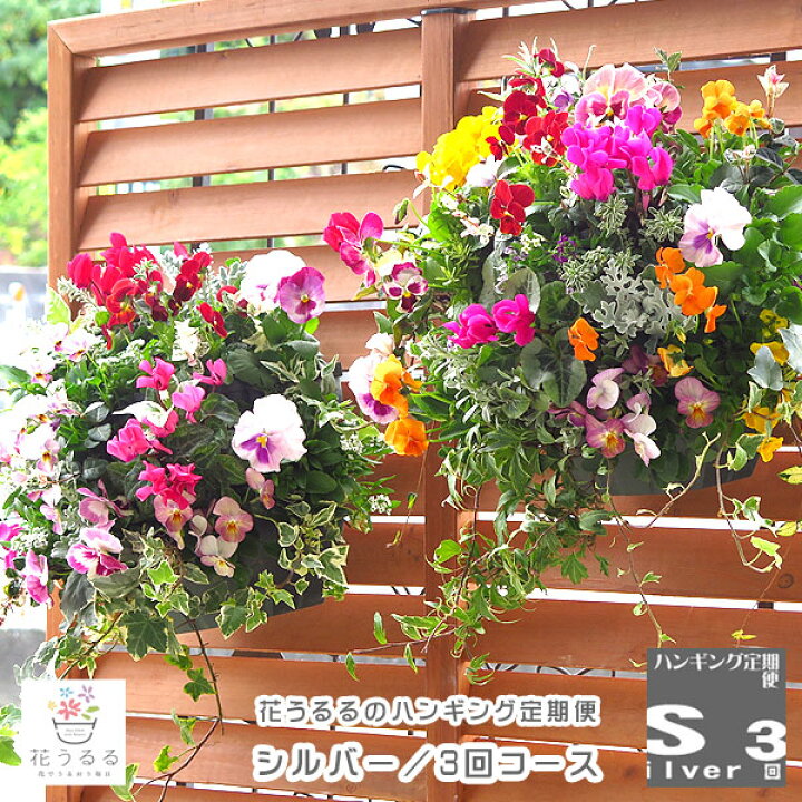 楽天市場 お試し3回コース ハンギングバスケット定期便 シルバー ３回コース 3ヶ月 半年間 サブスク 寄せ植え 春 セット ギフト 花 フラワー 玄関 おうち時間 プレゼント 花うるる 花でうるおう毎日