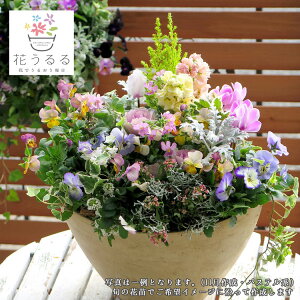 花 寄せ植え 春の人気商品 通販 価格比較 価格 Com