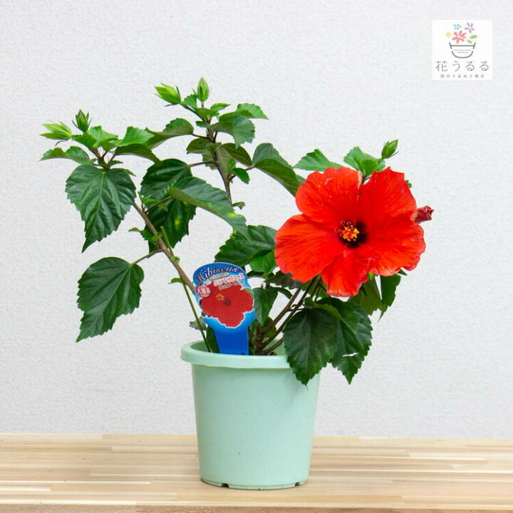 楽天市場】＼処分売り尽くし／ハイビスカス 鉢植え 大輪 [ニューレッド 