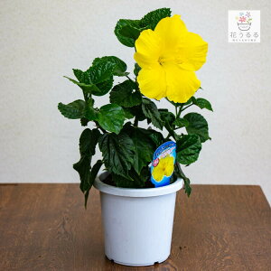 ハイビスカス 鉢植え Diy 工具の人気商品 通販 価格比較 価格 Com