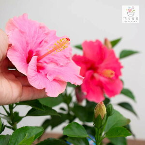 ハイビスカス 鉢植え 生花の人気商品 通販 価格比較 価格 Com