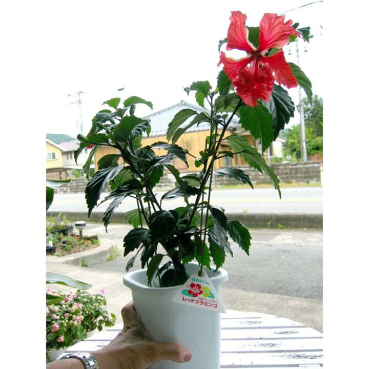 楽天市場】【人気のレア品種】ハイビスカス 鉢植え[レッドフラミンゴ 