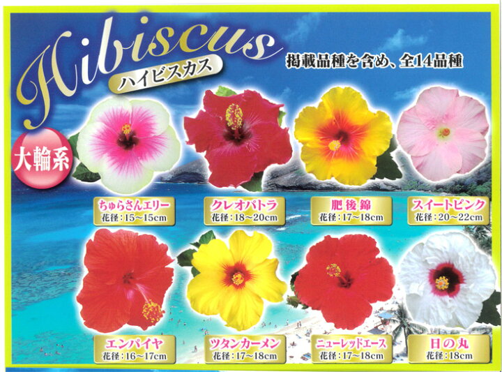 楽天市場】ハイビスカス 大輪 鉢植え[ベニチドリ] (5号鉢・高さ約40 