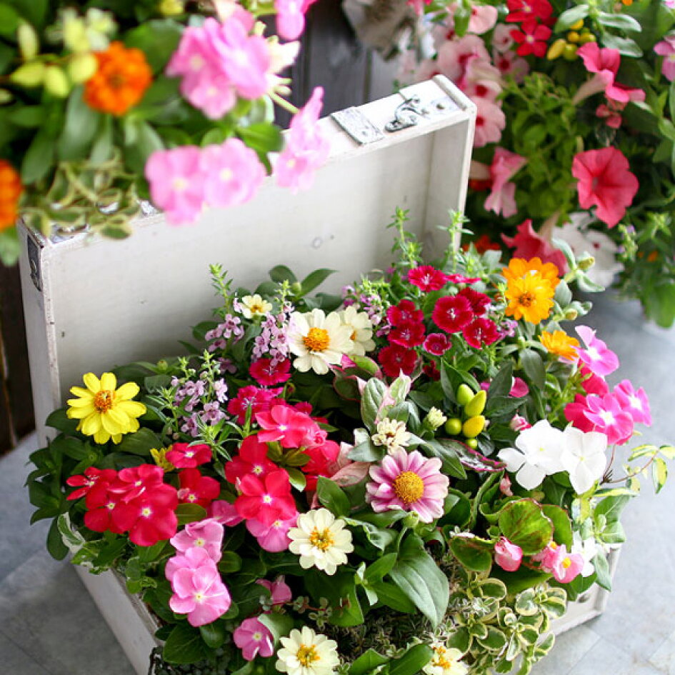 楽天市場 | 花うるる〜花でうるおう毎日 - 新築祝いに最適！豪華な花