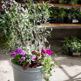 楽天市場 ハンギング 寄せ植えの全作品 材料苗で選ぶ オリーブの木の寄せ植え 花うるる 花でうるおう毎日