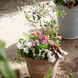楽天市場 ハンギング 寄せ植えの全作品 材料苗で選ぶ オリーブの木の寄せ植え 花うるる 花でうるおう毎日
