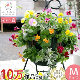 ＼初めての方限定／お試し ハンギングバスケット 花うるる 寄せ植え [パンジー ビオラ版]Mサイズ|誕生日 花 玄関 フラワーギフト プレゼント 女性 お花 クリスマス おしゃれ 新築祝い 鉢植え 鉢花 フラワー 屋外 ギフト 生花 鉢 贈り物 セット 苗 秋 冬 11月 12月 お祝い