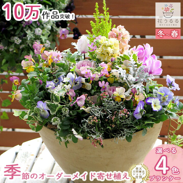 楽天市場】＼花うるる おまかせ／「季節の寄せ植えinテラ」完成品 春