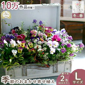 【送料無料】花うるる おまかせ 寄せ植え トレジャーBOX [Lサイズ](玄関 セット ギフト 花 フラワーギフト プレゼント 完成品 鉢植え 誕生日 女性 母 妻 義母 祖母 引っ越し祝い 新築祝い 記念日 アレンジメント おしゃれ 鉢 開店祝い クリスマス お正月飾り 冬 秋 11月 12月