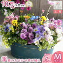 【ブリキ プランター 寄せ植え】花うるる おまかせアレンジ[横長] (玄関先 セット ギフト 花 フラワーギフト プレゼント 完成品 鉢植え 誕生日 女性 友人 母 妻 義母 祖母 アレンジメント おしゃれ 鉢 開店祝い 冬 春 正月1月 2月