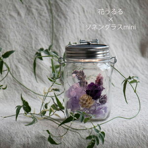 \lOXmini×Ԃydz(K㗝X)(ۏ؏t V\lOX 250ml vU[uht[ ^ Mtg Vzj ԐڏƖ Cg   t[Mtg  a ` 