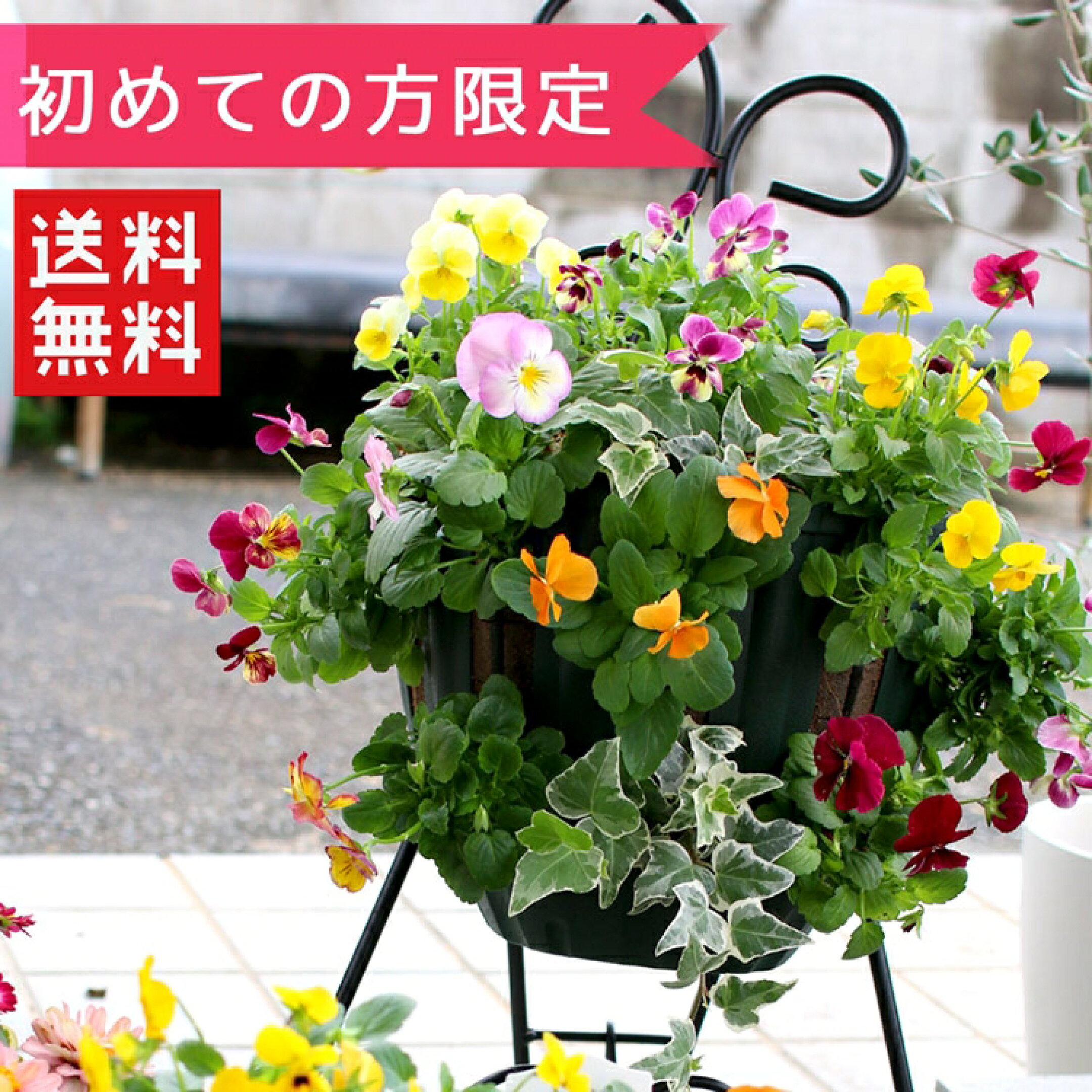 初めての方限定！お試しハンギングバスケット