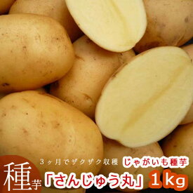 品薄・再販無し＼マツコの知らない世界で特集／TVでも話題！春植え じゃがいも 種イモ「さんじゅうまる 1kg」(長崎県産) 種 ばれいしょ ジャガイモ 種イモ 家庭菜園 苗 春 じゃがいも じゃが芋 種芋 種いも いも 芋 馬鈴薯 マツコの知らない世界