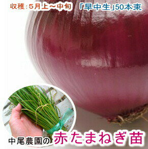 楽天市場 苗 種子 果樹 野菜苗 憧れの家庭菜園を始めよう たまねぎ苗 秋冬に植えて初夏収穫 花うるる 花でうるおう毎日