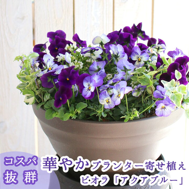 楽天市場 送料無料 ビオラの寄せ植え アクアブルー プランターver 今から5月まで 寄せ植え ギフト 玄関 鉢植え セット 冬 春 新築祝い フラワーギフト 誕生日 プレゼント 女性 友人 40代 50代 60代 70代 80代 花 結婚記念日 おしゃれ 卒業 ビオラ 花うるる 花で