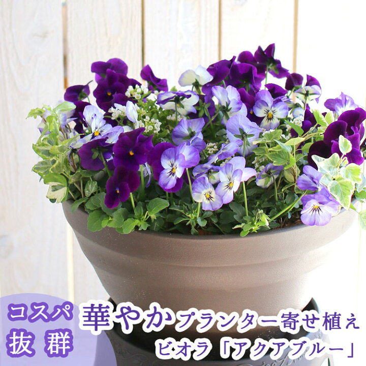 楽天市場 送料無料 ビオラ の寄せ植え アクアブルー プランターver 今から5月まで 寄せ植え ギフト 玄関 鉢植え セット 冬 春 新築祝い フラワーギフト 誕生日 プレゼント 女性 友人 40代 50代 60代 70代 80代 花 結婚記念日 おしゃれ 卒業 ビオラ 花うるる 花で