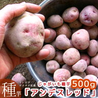今期品薄＼マツコの知らない世界で特集／【じゃがいも 種芋 種イモ】濃厚ホックホク「アンデスレッド500g…