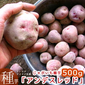 今期品薄＼マツコの知らない世界で特集／【じゃがいも 種芋 種イモ】濃厚ホックホク「アンデスレッド500g」 春植え アンデス レッドアンデス 種 ばれいしょ ジャガイモ 種イモ 家庭菜園 苗 春 冬 夏 秋 じゃがいも 夏植え じゃが芋 種芋 種いも いも 芋 馬鈴薯
