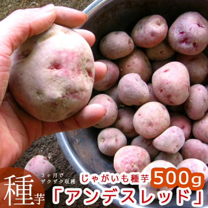 楽天市場 じゃがいも 種芋 種イモ 黄色い身は濃厚ホックホク アンデスレッド500g 種 ばれいしょ ジャガイモ 家庭菜園 苗 アンデス 赤 レッドアンデス 春植え 花うるる 花でうるおう毎日