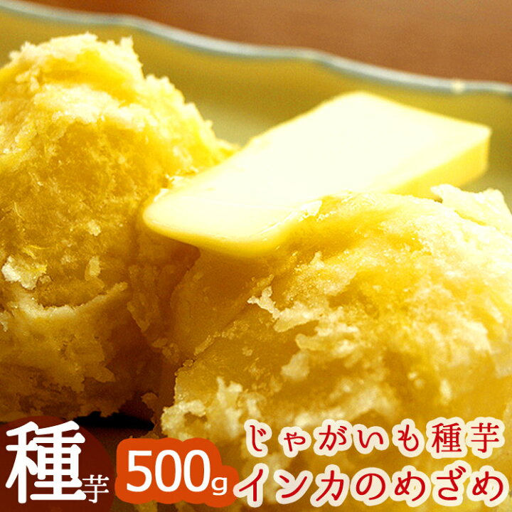楽天市場 じゃがいも 種芋 種イモ インカのめざめ 種芋500g 北海道産 苗 種 ばれいしょ ジャガイモ 家庭菜園 苗 花うるる 花でうるおう毎日