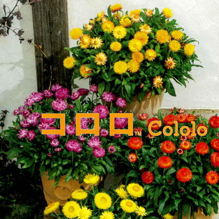 楽天市場 サントリーのブランド花苗 コロロ 全４色 10 5cmポット苗 真夏と真冬以外に咲いてドライフラワーに人気のムギワラギク ガーデニング 鉢植え 花苗 秋 冬 春 花うるる 花でうるおう毎日