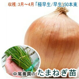 楽天市場 苗 種子 果樹 野菜苗 憧れの家庭菜園を始めよう たまねぎ苗 秋冬に植えて初夏収穫 花うるる 花でうるおう毎日