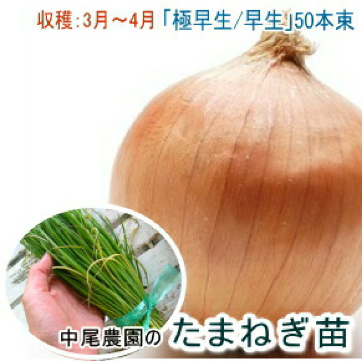 楽天市場 玉ねぎ苗 11月初旬から発送 たまねぎ苗 予約 50本 極早生 早生 産地から直接仕入れ 入荷後 即日出荷します タマネギ 苗 たまねぎ 玉葱 球根 玉ねぎ 苗 家庭菜園 花うるる 花でうるおう毎日