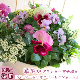 ビオラの寄せ植え[いちごショート(プランターver]玄関 フラワーギフト 誕生日 プレゼント 女性 母 花 おしゃれ 新築祝い 秋 冬 鉢植え 鉢花 ガーデニング フラワー 屋外 ギフト 寄植え 生花 鉢 贈り物 セット 苗 秋冬