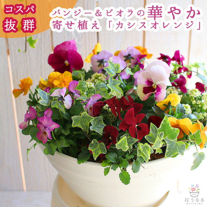 楽天市場 送料無料 パンジー ビオラの寄せ植え カシスオレンジ プランターver 今から5月まで 寄せ植え ギフト 玄関 鉢植え セット 冬 春 新築祝い フラワーギフト 誕生日 プレゼント 女性 友人 40代 50代 60代 70代 80代 花 結婚記念日 おしゃれ 卒業 ビオラ 花