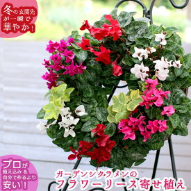 リース 寄せ植え【ガーデンシクラメンのハンギング*リング】(花うるる 寄せ植え 冬 秋 ハンギングバスケット クリスマスリース クリスマス ギフト プレゼント おしゃれ 通販 玄関 シクラメン 鉢 セット 寄植え 誕生日