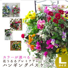 【送料無料】花うるる おまかせハンギング 寄せ植え Lサイズ(開花期:11月-5月) (誕生日 花 セット ギフト ギャザリング 鉢 寄植え 鉢植え 壁掛け ハンギングバスケット 通販 プレゼント おしゃれ 珍しい 苗 玄関 お花 フラワーギフト 完成品 花苗 プランター