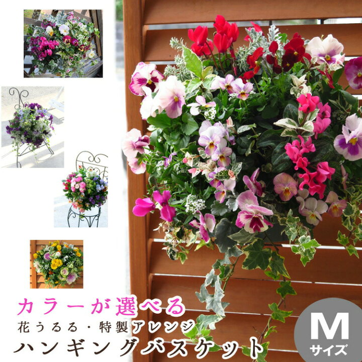 楽天市場 送料無料 花うるるアレンジ おまかせハンギングバスケット ｍサイズ 開花期 11月から最長半年 寄せ植え ギフト 玄関 セット 冬 春 新築祝い フラワーギフト 誕生日 プレゼント 女性 友人 40代 50代 60代 70代 80代 花 結婚記念日 おしゃれ 卒業
