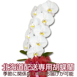 ykC͂pzӒ 4`5֍炫 ց@1{@9ֈȏ@ڂݍ݁ycƓ12̒ŗXoׁzӒ  Ӓ j JXj Ӓ ړ]j Ӓ 