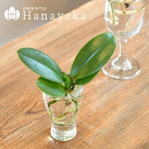 Ӓ@Aqua orchid yANApbNzk͔|@(|Xg^CvǐՉ)@yȌӒ ԉc p