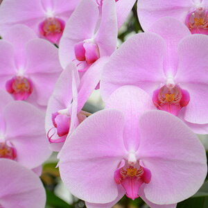 Ӓ  3{ 27ֈȏiڂݍjj JXj ACj ړ]j  Mtg  a ̓ v[g  ͂Ȃ₩ 9R