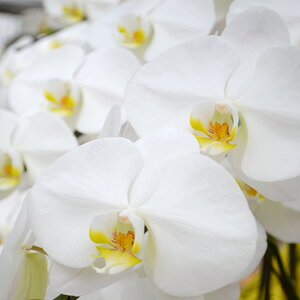 Ӓy3{27ւUPI͍̊܃v[gI؃bsOz摜zMIԏؖڕDELxȃbsOI 3{24ցiڂݍj 2{ j JXj AC