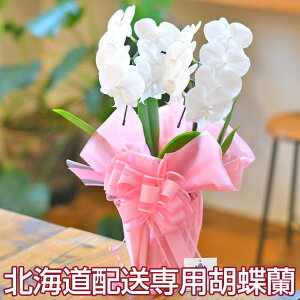 ykC͂pzӒ ~fB 2{ bsOtI  j hV̓@Mtg v[g@MD