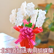 【北海道お届け専用】胡蝶蘭 ミディ 3本立　L出荷　ラッピング・札付き！ 送料無料 お祝い 敬老の日 ギフ…