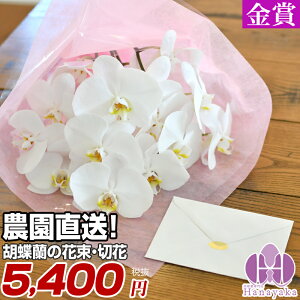 生花 胡蝶蘭 花束の人気商品 通販 価格比較 価格 Com