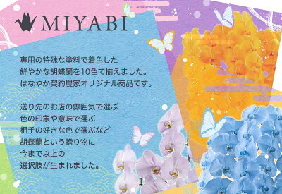 楽天市場 彩り豊富な胡蝶蘭 10色展開 Miyabi 5本立ち 65輪以上 佐川 青い胡蝶蘭 青 オレンジ 緑 黄色 紫 ブルー パープル 胡蝶蘭専門店 はなやか 楽天市場 彩り豊富な胡蝶蘭 10色展開 Miyabi 5本立ち 65輪以上 佐川 青い胡蝶蘭 青 オレンジ 緑 黄色 紫 ブルー パープル 胡蝶蘭専門店 はなやか