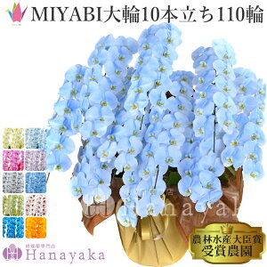 胡蝶蘭 青の人気商品 通販 価格比較 価格 Com