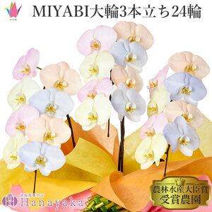 ʂLxȃJ[Ӓ MIYABI@RbgLfB 3{ 24ֈȏy12̒ŗoׁz Ӓ F sN IW u[