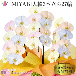 ʂLxȃJ[Ӓ MIYABI@RbgLfB 3{ 27ֈȏy12̒ŗoׁz Ӓ F sN IW u[ Jt