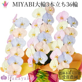 彩り豊富なカラー胡蝶蘭 MIYABI　コットンキャンディ 大輪3本立ち 36輪以上【平日12時迄の注文で翌日出荷】青い 胡蝶蘭 黄色 ピンク オレンジ ブルー カラフル