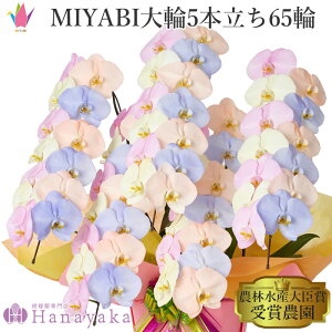 �ʂ�L�x�ȃJ���[�Ӓ��� MIYABI�@�R�b�g���L�����f�B ���5�{���� 65�ֈȏ�y����12�����̒����ŗ����o�ׁz�� �Ӓ��� ���F �s���N �I�����W �u���[ �J���t�� �J���[�Ӓ��� �� �L�x