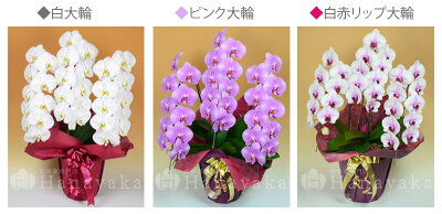 花色