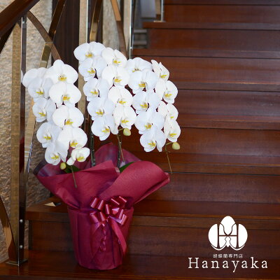 新発売!胡蝶蘭大輪3本立ち30輪以上(つぼみ込)15,000円(税抜)花上札・金色ラップ無料送料無料はなやか胡蝶蘭あす楽大輪胡蝶蘭お供え