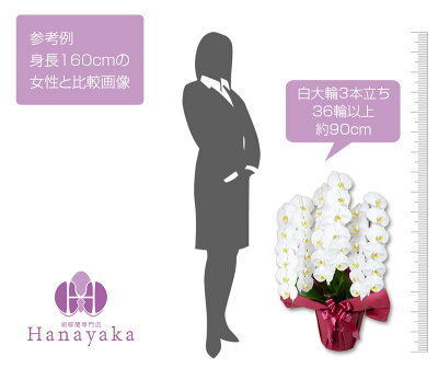 楽天市場 胡蝶蘭 大輪 3本立ち 36輪 38輪 Ygx 胡蝶蘭 お祝い ギフト 花 プレゼント 贈り物 お供え お誕生日 引越し 開店祝い 開業祝い 移転祝い 還暦 仏花 当選祝い 必勝 ホワイトデー 胡蝶蘭専門店 はなやか