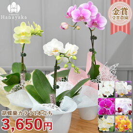 胡蝶蘭 カララL （ミニミディ） 1本立ち　 花 小さな胡蝶蘭 テーブル胡蝶蘭 コンパクトサイズ ミニ胡蝶蘭 ミディ お祝い お誕生日 父の日 敬老の日 母の日 ギフト ※KG