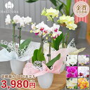 胡蝶蘭 カララL （ミニミディ） 2本立ち ラッピングリニューアル★ 花 テーブル胡蝶蘭 ミニ胡蝶蘭 お祝い お誕生日 お礼 仏用 御供え 父の日 母の日 ギフト ※KG
